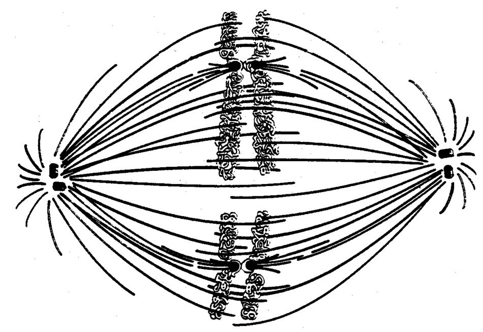 Metaphase Drawing