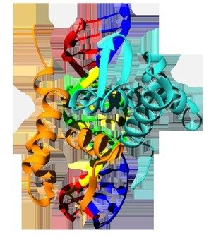 Animal Cell Not Labeled N2