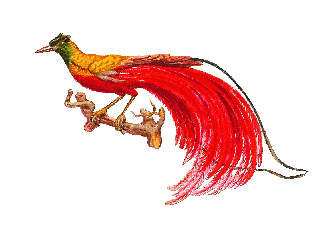 Bird Of Paradise drawing free image download