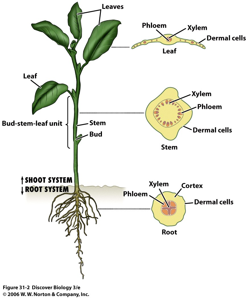 Dermal tissue in a plant free image download