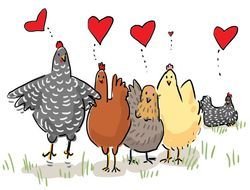 Chicken Illustration N2