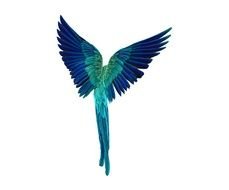 turquoise blue fairytale bird