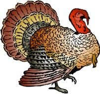 Free Clip Art Wild Turkeys