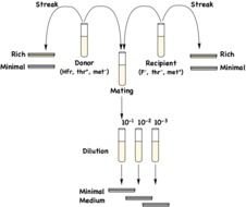 Test Tube Rack Diagram