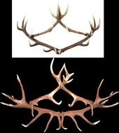 Antler Coat Rack