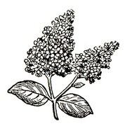 Lilac Flower Coloring Pages