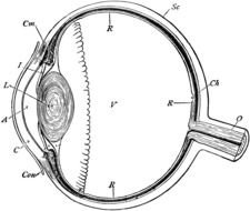 Eye Twitching Clip Art drawing