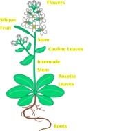 Arabidopsis Thaliana drawing
