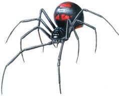 Black red big Spider drawing