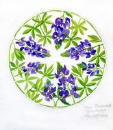 Texas Bluebonnet Flower Drawings