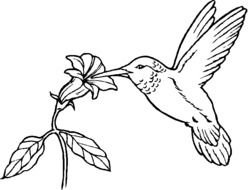 Bird Coloring Pages N8