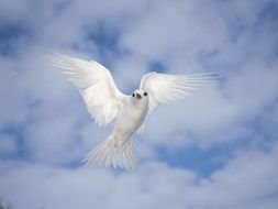 white dove symbol of love on a cloudy sky background