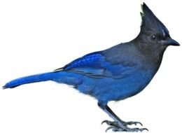isolated blue Steller's jay
