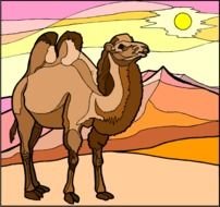Camel Clip Art N70