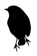 black silhouette of a bird