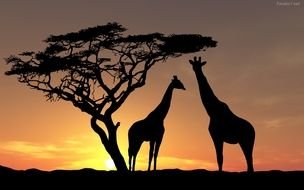 two giraffes and a tree on a background of tropical sunset