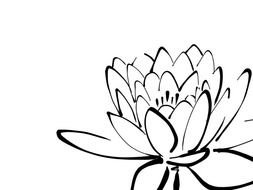 Lotus Flower Graphic Design N2