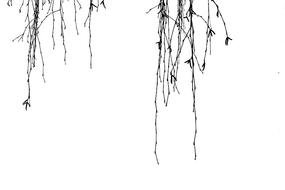 Weeping Willow Tree Drawing