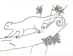 Kinkajou Coloring Page