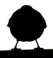 Black Bird Silhouette N3