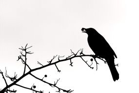 bird on a branch with a berry in its beak