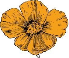 orange Poppy Flower Clip Art