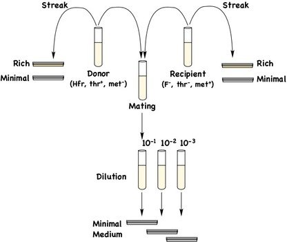 Test Tube Rack Diagram