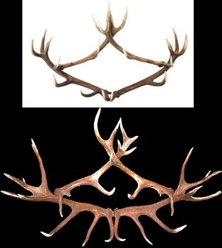 Antler Coat Rack