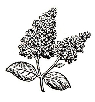 Lilac Flower Coloring Pages