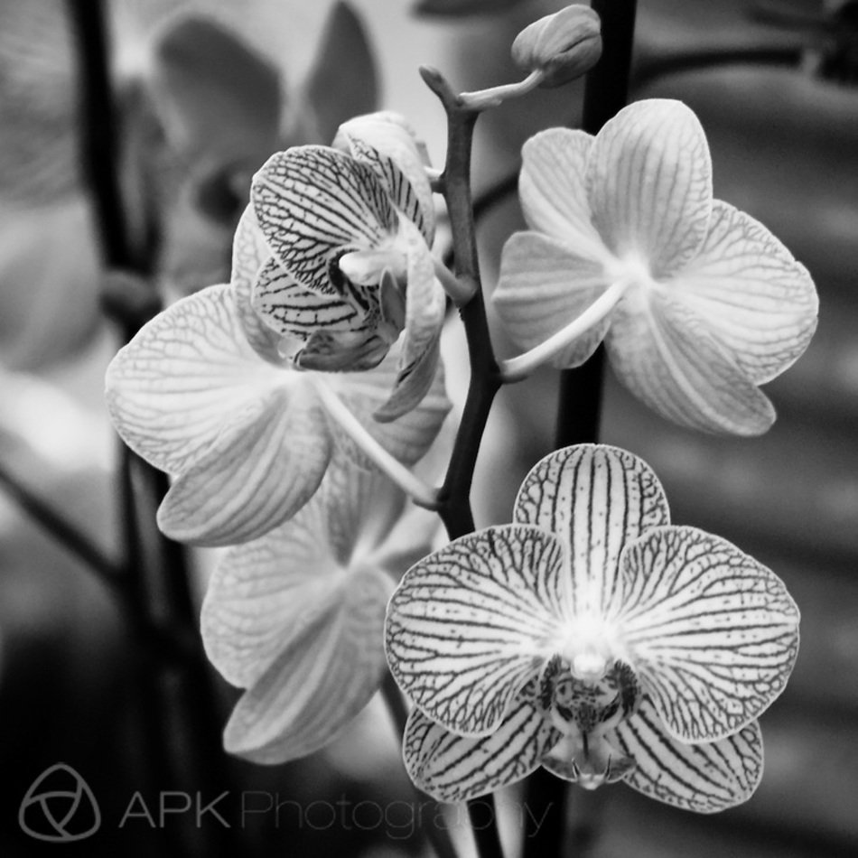 Black And White Photography Flowers N2