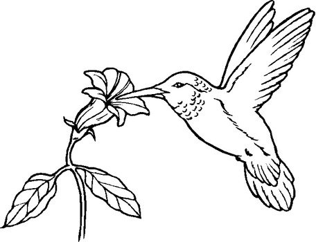 Bird Coloring Pages N8