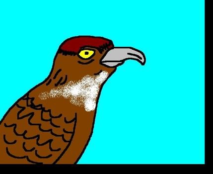 Eagle Graphics Pictures And
