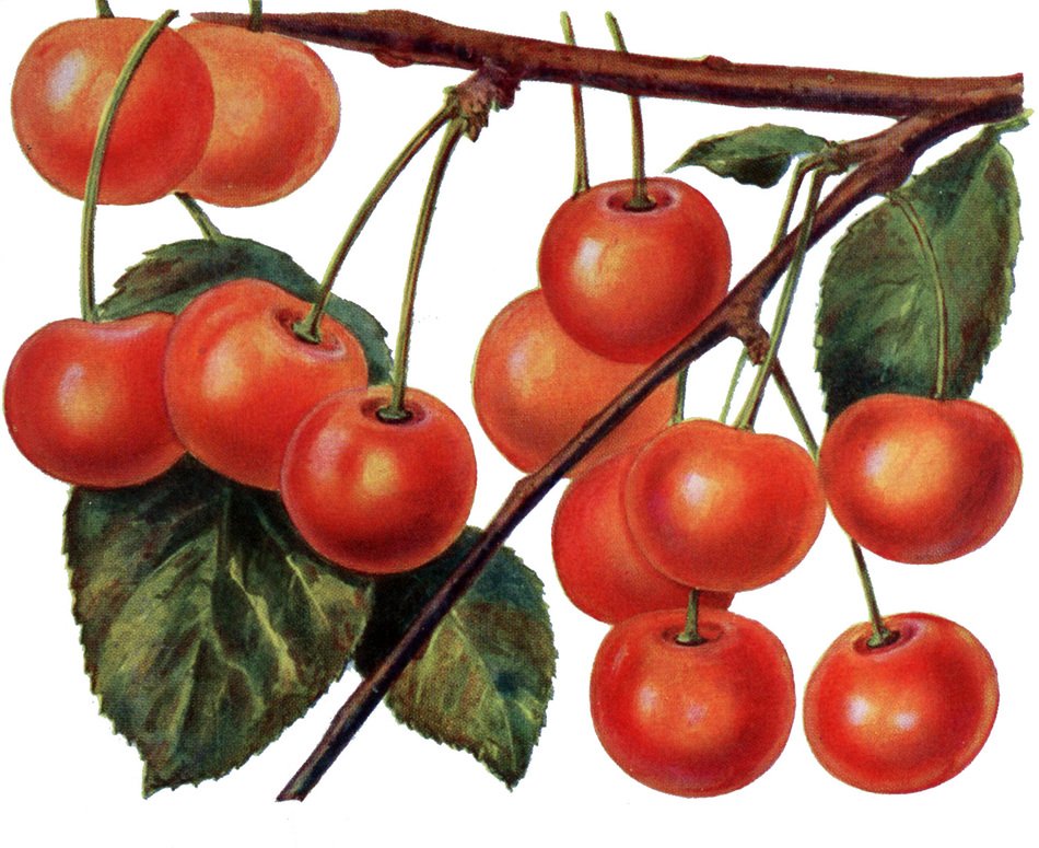 Vintage drawing, Cherries on branch