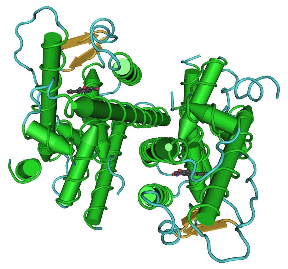 receptor de estrogenos