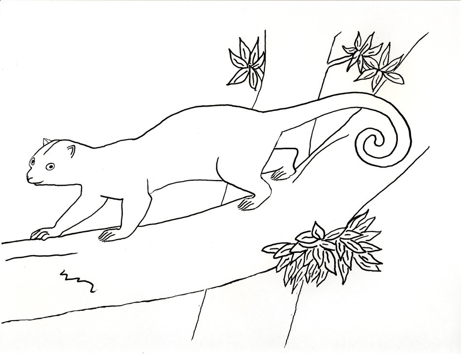Kinkajou Coloring Page
