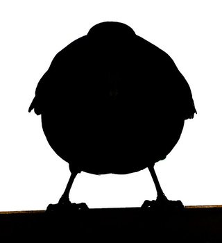 Black Bird Silhouette N3