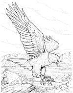 Flying Eagle Coloring Page