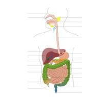 Digestive System Diagram No Labels