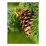 Evergreen Trees Pine Cones