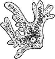 Clip art of Amoeba