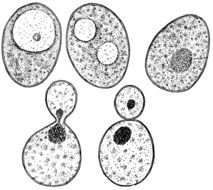 Yeast Clip Art N2