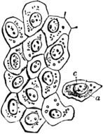 black and white picture cell nucleus