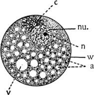 Cell Nucleus, black and white drawing