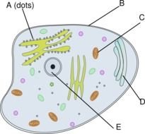 Animal Cell Clip Art N8