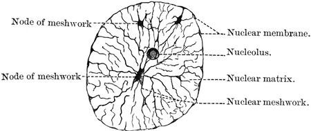 Nucleus At Rest drawing