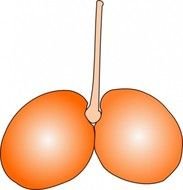 Cherry Clip Art Double