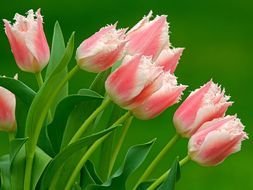 Picture of Beautiful Tulip Flowers