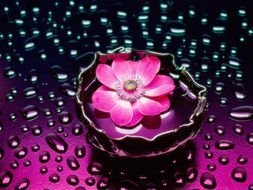 pink flower in water with raindrops