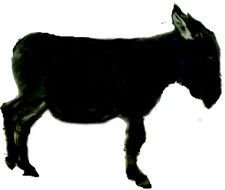 Clip art of Donkey Silhouette