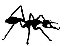 silhouette of an ant